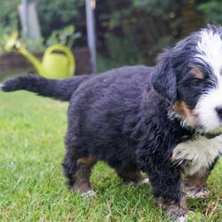 Rüde grün 5 Wochen