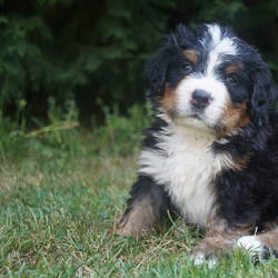 Rüde braun 5 Wochen