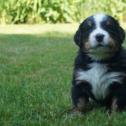 Rüde blau (reserviert)5 Wochen