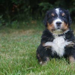 Hündin Hally Tequila  (vergeben)5 Wochen