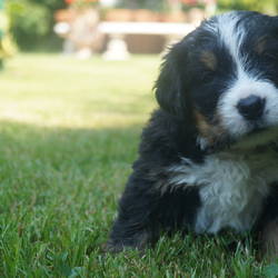 Hündin Henriette  (vergeben)5 Wochen