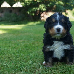 Hündin Hanna (vergeben)5 Wochen