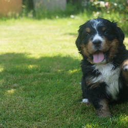 Hündin Happy (vergeben)5 Wochen