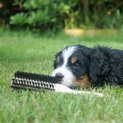 Unsere Welpen entdecken die Welt