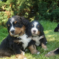 Unsere Süßen im Garten