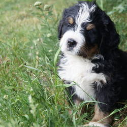 Rüde Hugo (vergeben)