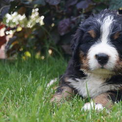 Rüde Hugo Max ( vergeben)