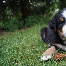 Hündin Holly ( vergeben)