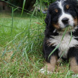 Hündin Henriette (vergeben)