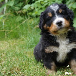 Hündin Hanna ( vergeben)