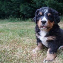 Hündin Happy (vergeben)