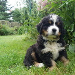 Rüde Hugo(vergeben) 7 Wochen