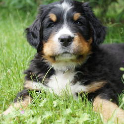 Hündin Helly Tequila (vergeben) 7.Woche