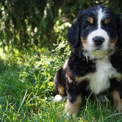 Hündin Holly (vergeben) 7.Woche