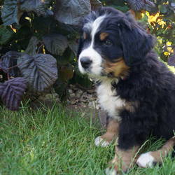 Hündin Henriette(vergeben) 7.Woche