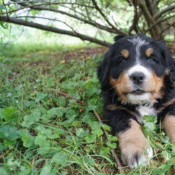 Hündin Hanna (vergeben) 7.Woche