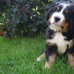  Hugo Max wohnt ab jetzt bei Grimma