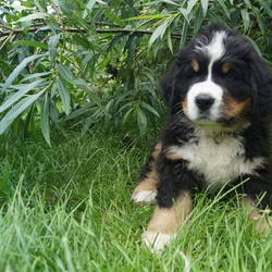  Hugo wohnt bei seiner neuen Familie bei Göttingen