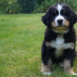  Hill-Odin hat seine Familie bei Hamburg um den Finger gewickelt