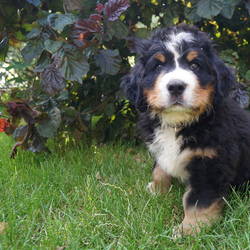  unser Romeo wird die männliche Kraft in unserem Rudel und bleibt zu Hause