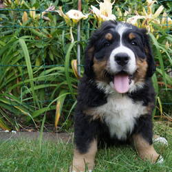  unsere Jette wohnt jetzt bei Dresden