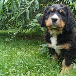  Happy hat ihre neue Familie bei Gräfenhainichen