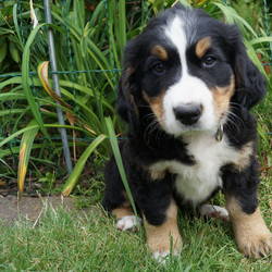  Holly wohnt jetzt in Berlin