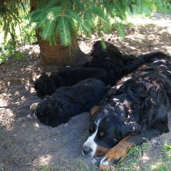  Mittagsschlag mit Mama Sasu