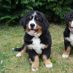 Hannes und Hill Odin