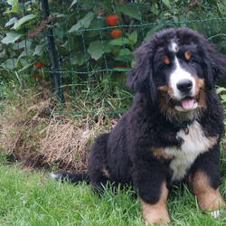 Hannes ist nach Luth.Wittenberg zu einem großen Bruder aus unserem A Wurf gezogen