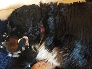 Berner Sennenhunde - Welpen J-Wurf 2019