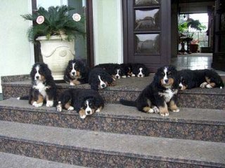 Berner Sennenhunde - 