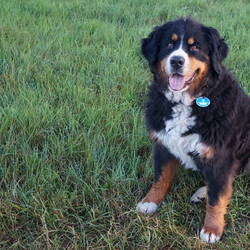 Ari von der Bärenpforte