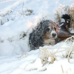 Unsere Ari im Schnee