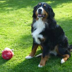 Ari von der Bärenpforte