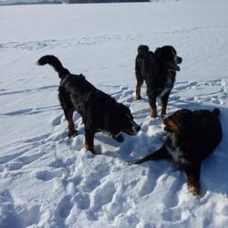 Glückliche Berner im Schnee - Ari, Maike und Arrax. Pia hat Babypause.