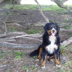 Ari von der Bärenpforte