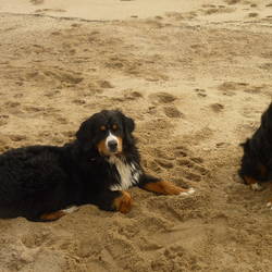 Ari von der Bärenpforte