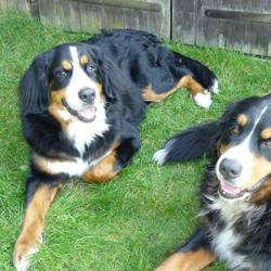 Emy (li.) mit Mama Ari bei uns als Pflegekind - März 2012