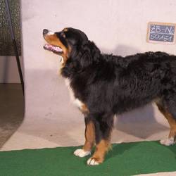 Ari von der Bärenpforte - 04.10.2009 Körung in Eisleben