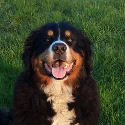 Ari von der Bärenpforte