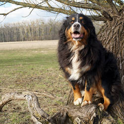 Ari von der Bärenpforte