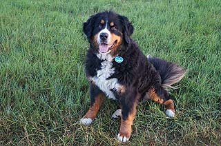 Berner Sennenhund Ari von der Bärenpforte