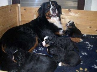 Berner Sennenhunde - 