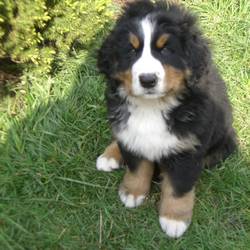 
berner-sennenhunde-a-wurf-02.jpg