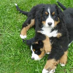 
berner-sennenhunde-c-wurf-02.jpg