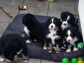 Berner Sennenhunde - Welpen C-Wurf 2010