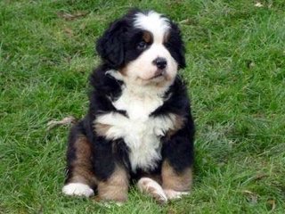 Berner Sennenhunde - Welpen D-Wurf 2010