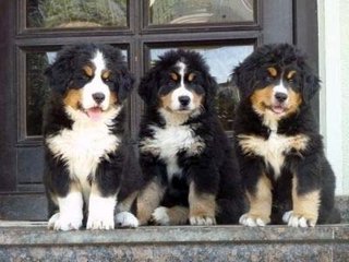 Berner Sennenhunde - Welpen E-Wurf 2011