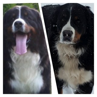 Berner Sennenhunde - 